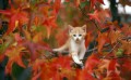 foto de gato en otoño